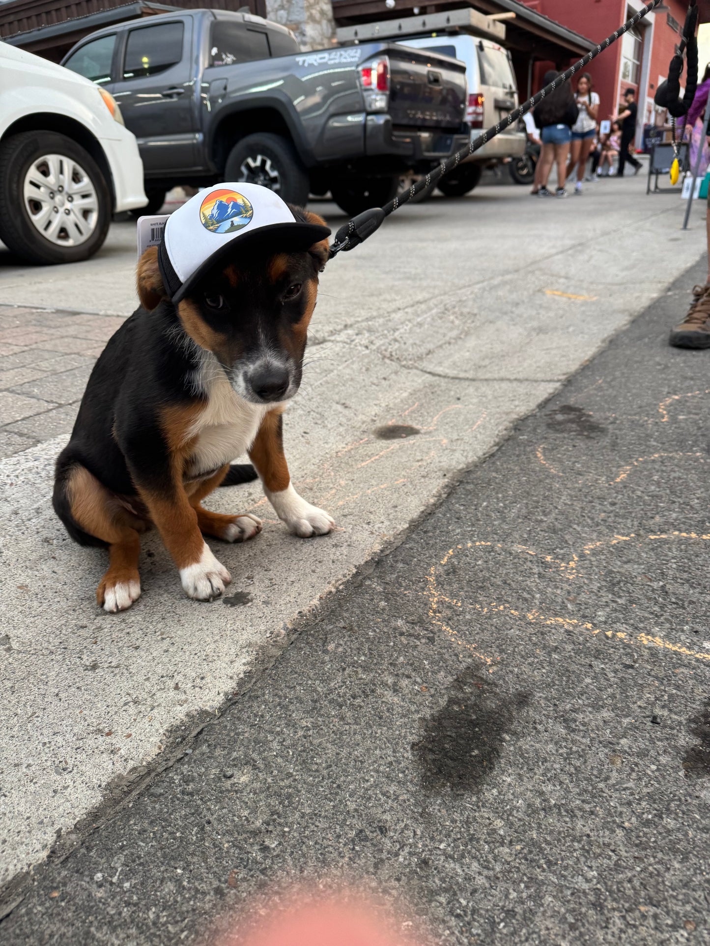 Trucker hat for dogs