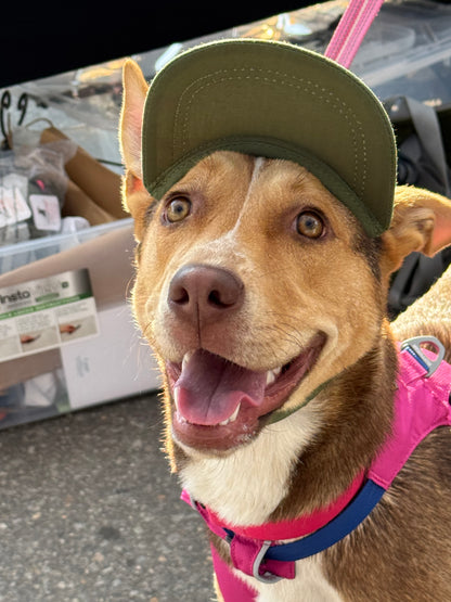 Dog wearing green trucker hat