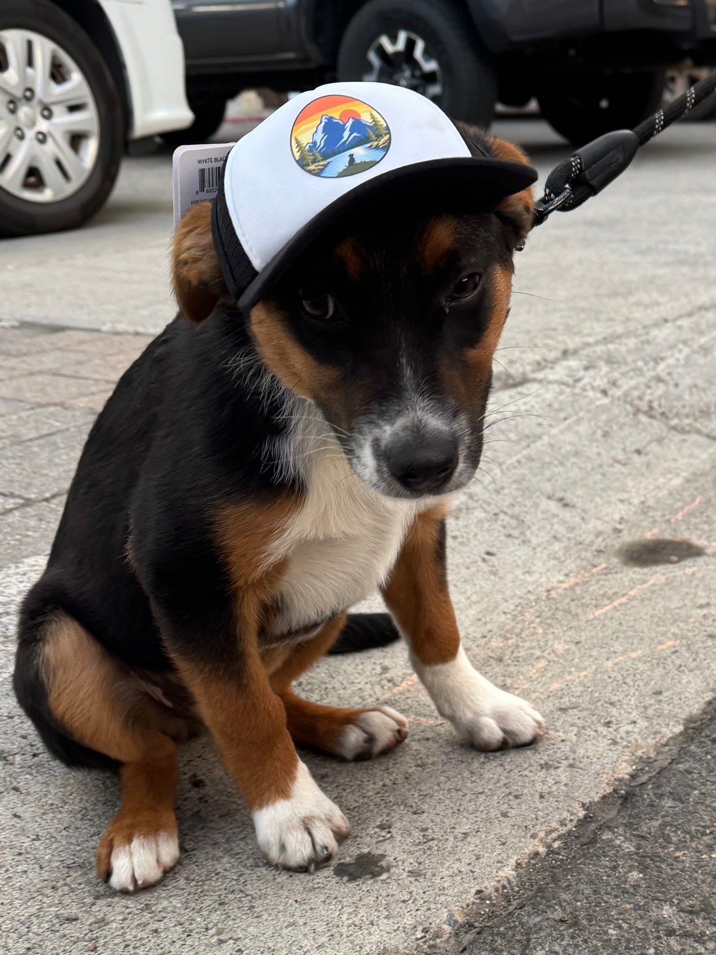Small dog wearing a cap sitting on a sidewalk with cars and people in the background