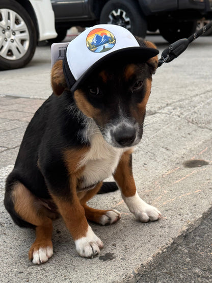 Small dog wearing a cap sitting on a sidewalk with cars and people in the background